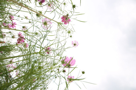 格桑花花海