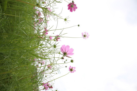 格桑花花海