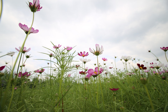 格桑花花海