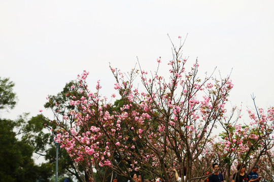 樱花