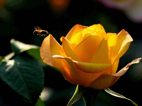 蜜蜂与月季花