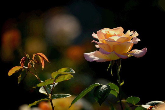 月季花与芽枝