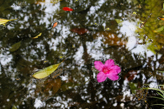 落叶 落花 水面 倒影