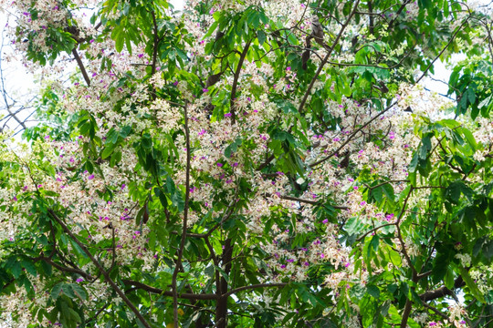 绿化树红花树仪花