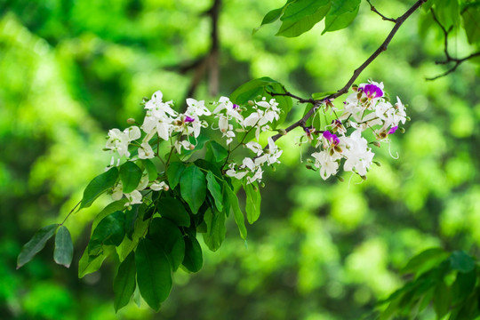 绿化树红花树仪花