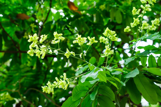 绿化树红花树仪花