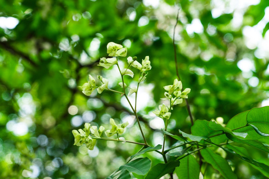 绿化树红花树仪花