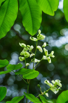 绿化树红花树仪花