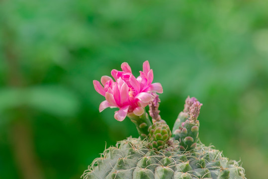 仙人掌花