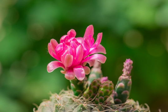 仙人掌花