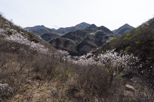 山间野花 漫山遍野