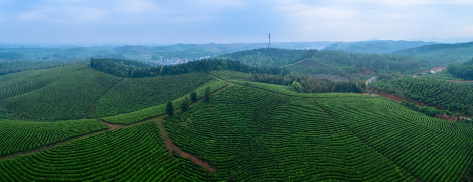 茶园全景