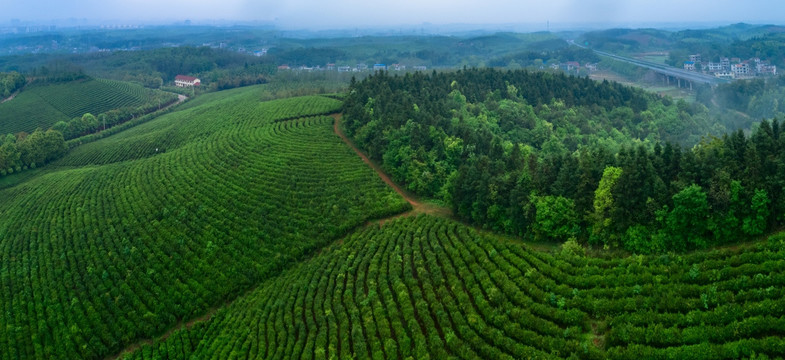 茶园全景