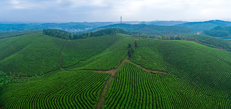 茶园全景