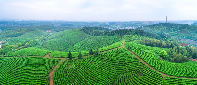 茶园全景