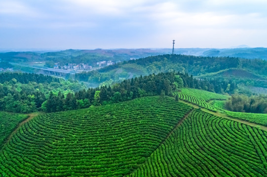 茶园全景