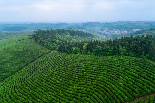 茶园全景