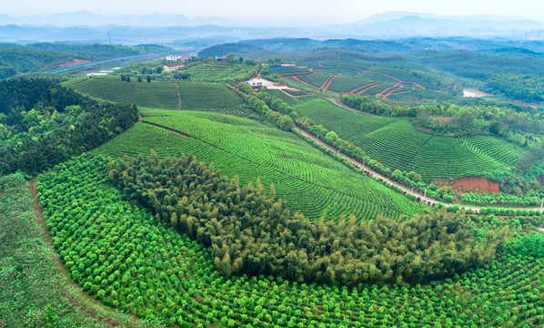 茶园全景