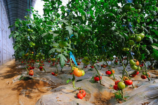 番茄种植高清大图照片