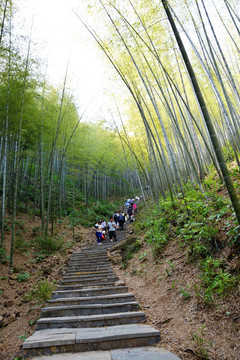 竹林山道