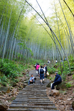 竹林山道