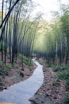 竹林山道