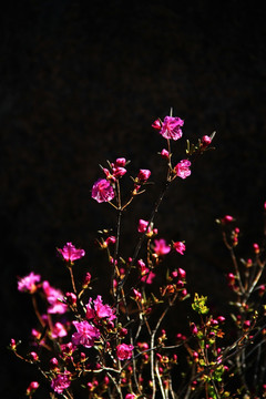 杜鹃花