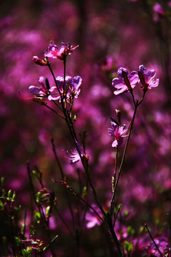 杜鹃花