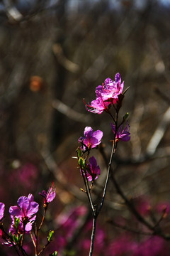 杜鹃花