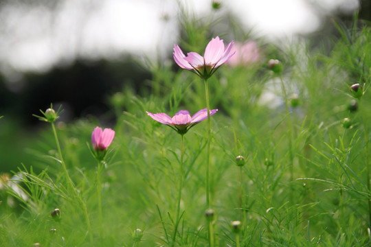 格桑花