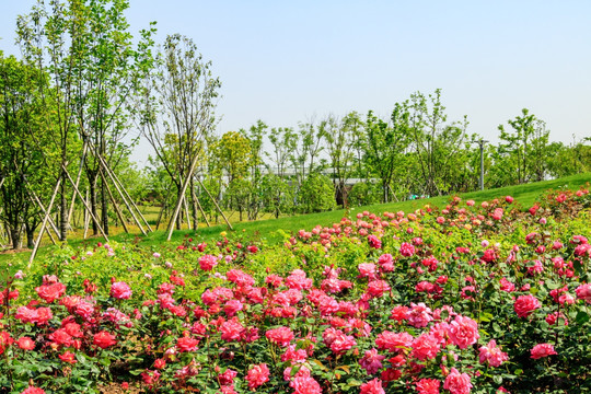 月季花 月月红 月月花