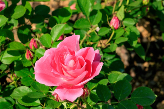 月月花 长春花 四季花 月季花