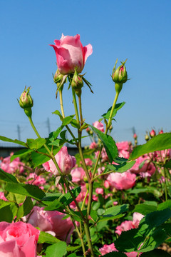 四季花 胜春