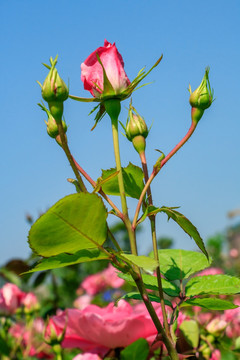 四季花 胜春