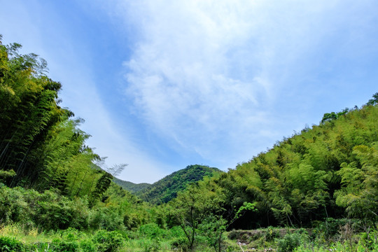 竹林天空