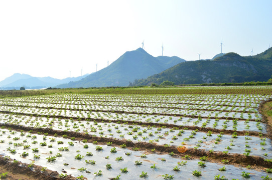 田园田野