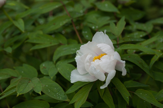 芍药牡丹