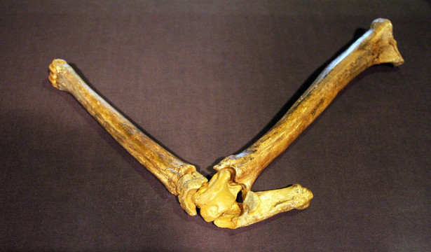 斑鹿腿骨化石