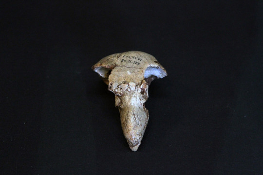 秃鹰头骨化石