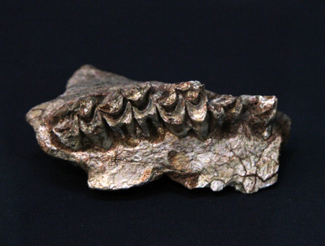 大角鹿上颌化石