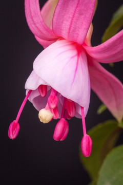 灯笼花特写