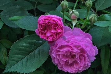 蔷薇花 