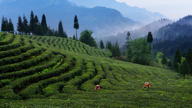 茶山采茶