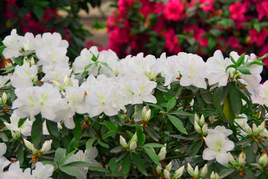 杜鹃花 白花杜鹃