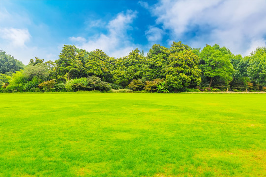 阳光草地绿树林