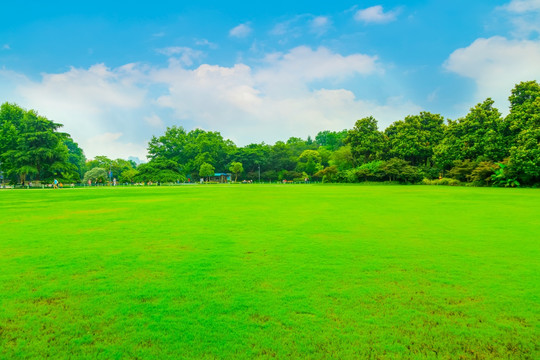 阳光草地绿树林