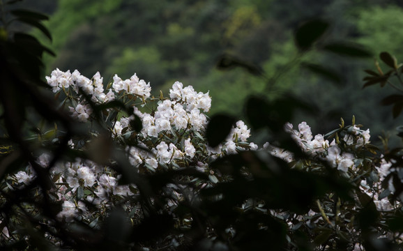 山花