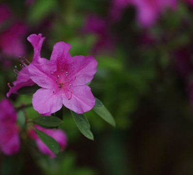 杜鹃花