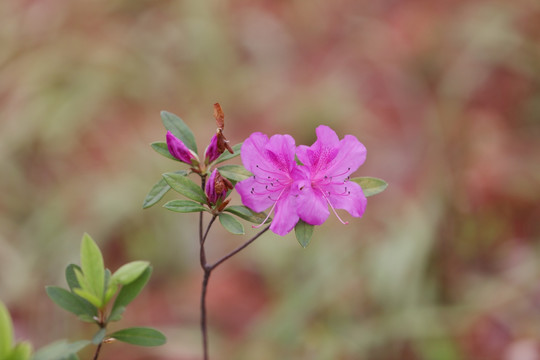 杜鹃花