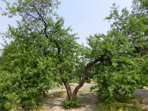 桃树 山桃树